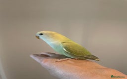 Lovebirds birds for sale: Beautiful hand reared baby lovebird  - Image 7