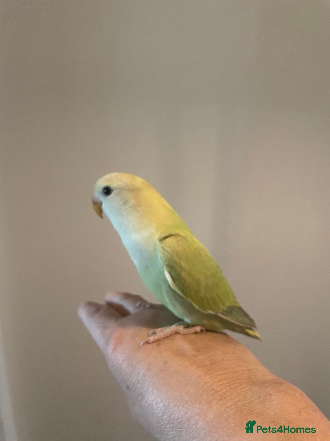 Lovebirds birds for sale: Beautiful hand reared baby lovebird  - Image 7