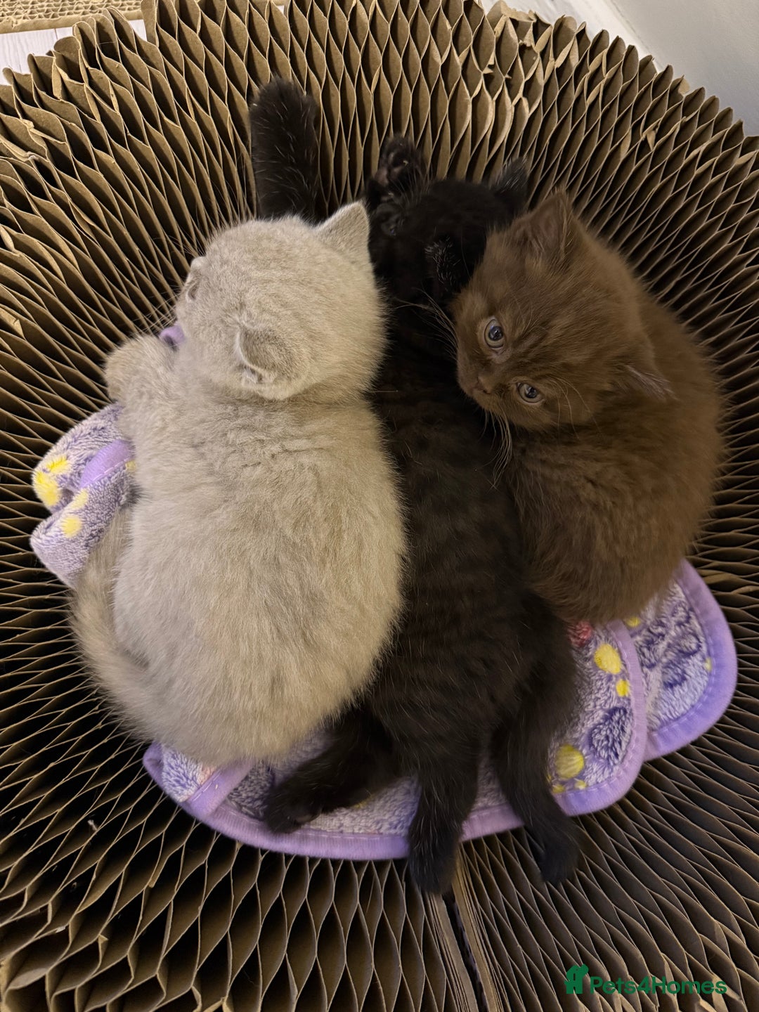 British Shorthair cats for sale: Champion Line British Shorthair Kittens - Advert 1