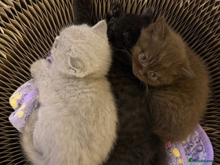 British Shorthair cats Champion Line British Shorthair Kittens - Advert 8