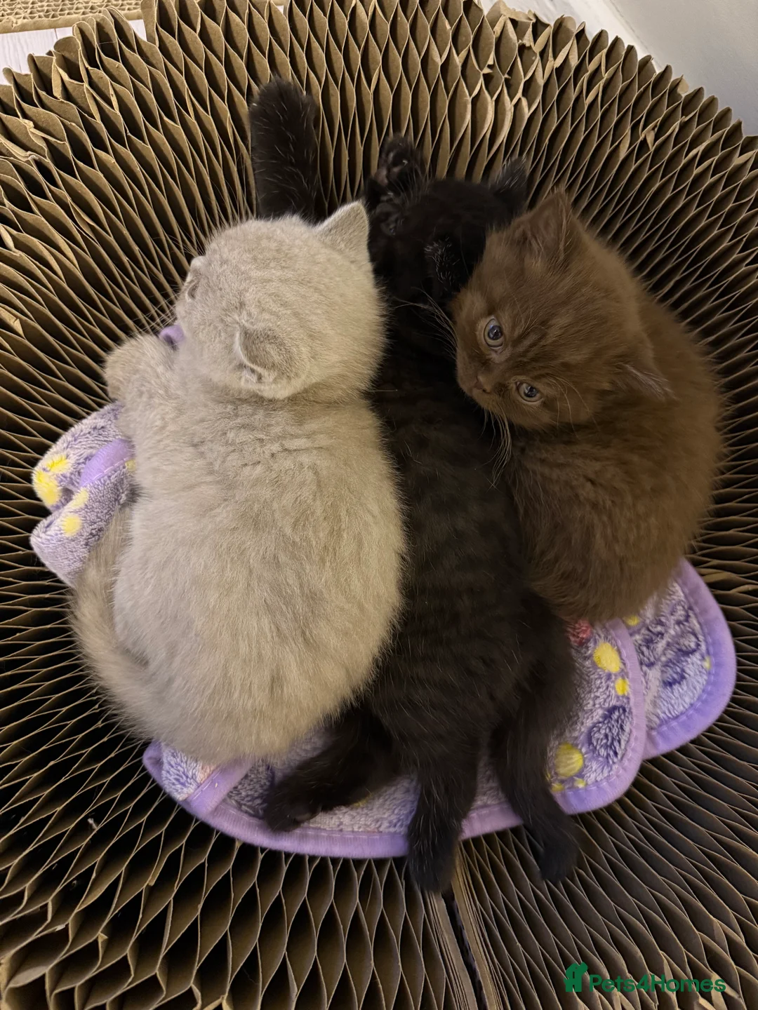 British Shorthair cats for sale: Champion Line British Shorthair Kittens - Advert 4