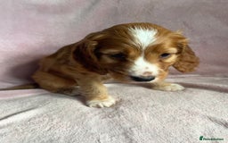 Cockapoo dogs for sale: Cockapoo puppies  - Image 4