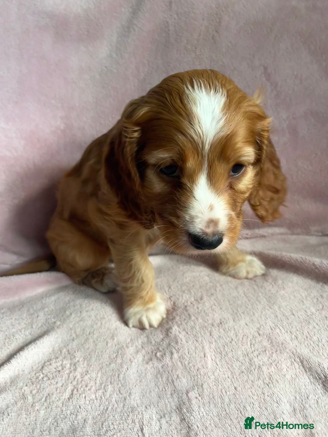 Cockapoo dogs for sale: Cockapoo puppies  - Image 4