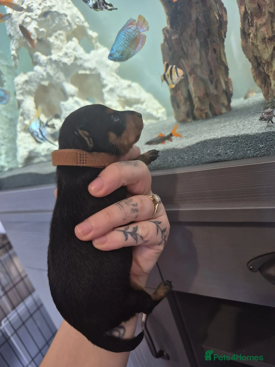 Miniature Pinscher dogs for sale: 4 Kc Registered Mini Pinschers  - Advert 2