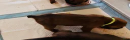 Boxer dogs for sale: Boxer puppies  - Advert 18