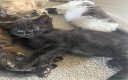 Mixed Breed cats for sale: Beautiful boy - Image 3