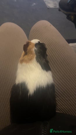 Guinea Pig rodents - Advert 12