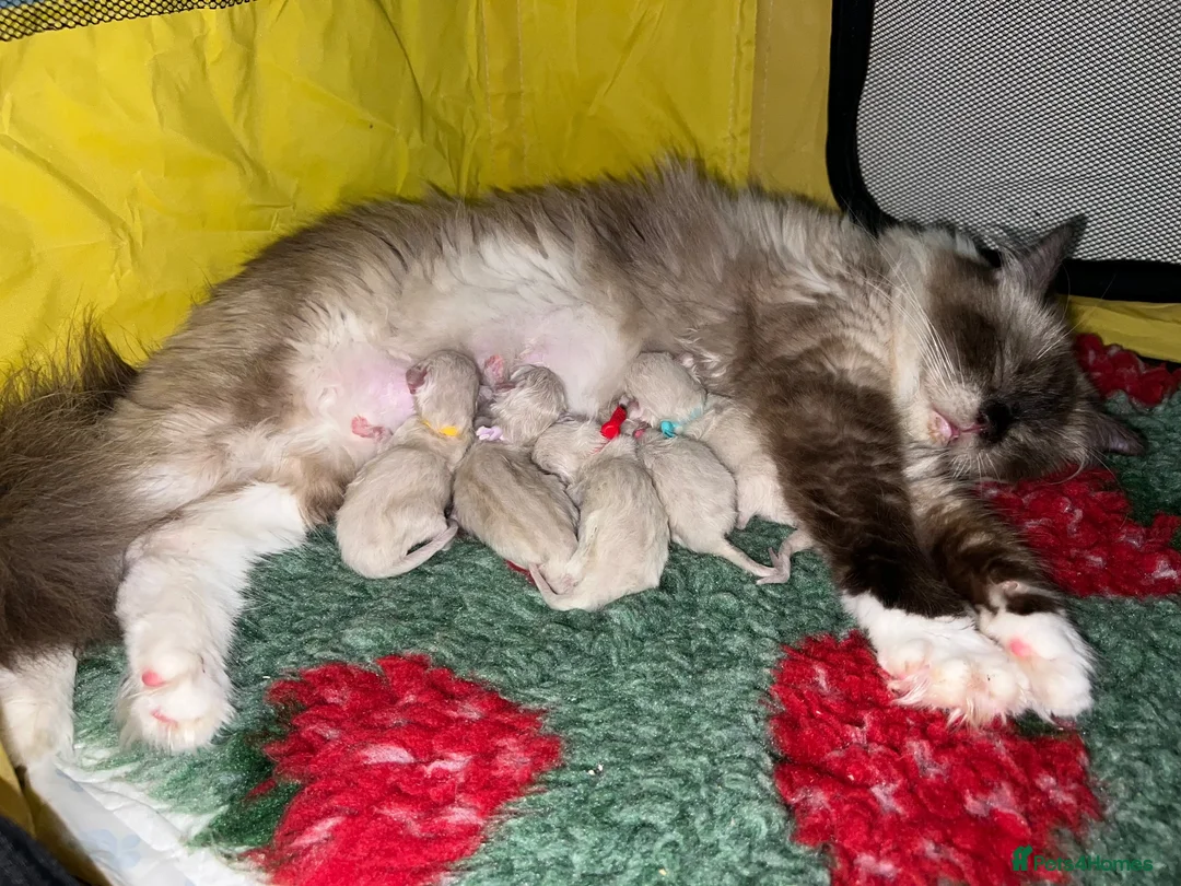 Ragdoll cats for sale: Beautiful Gccf ragdoll kittens  - Advert 19
