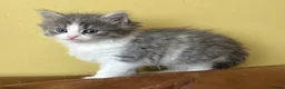 Persian cats for sale: Beautiful Persian Kittens Ready for Forever Homes - Advert 30