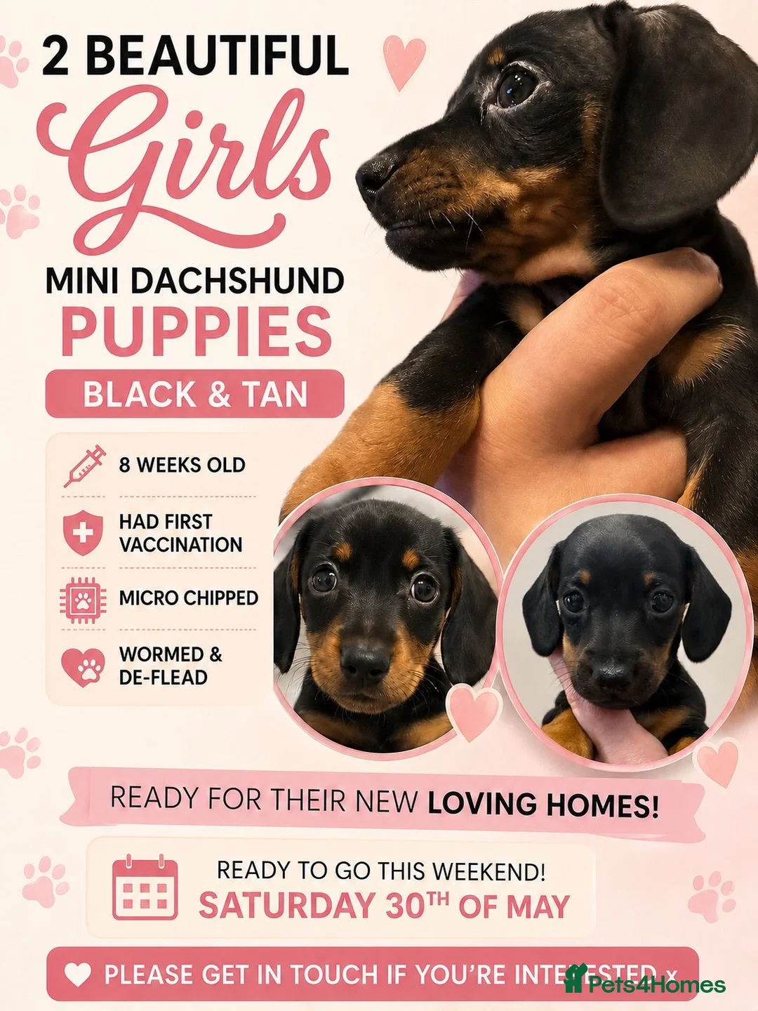 Dachshund dogs for sale: 2 stunning black n tan minis  - Advert 2