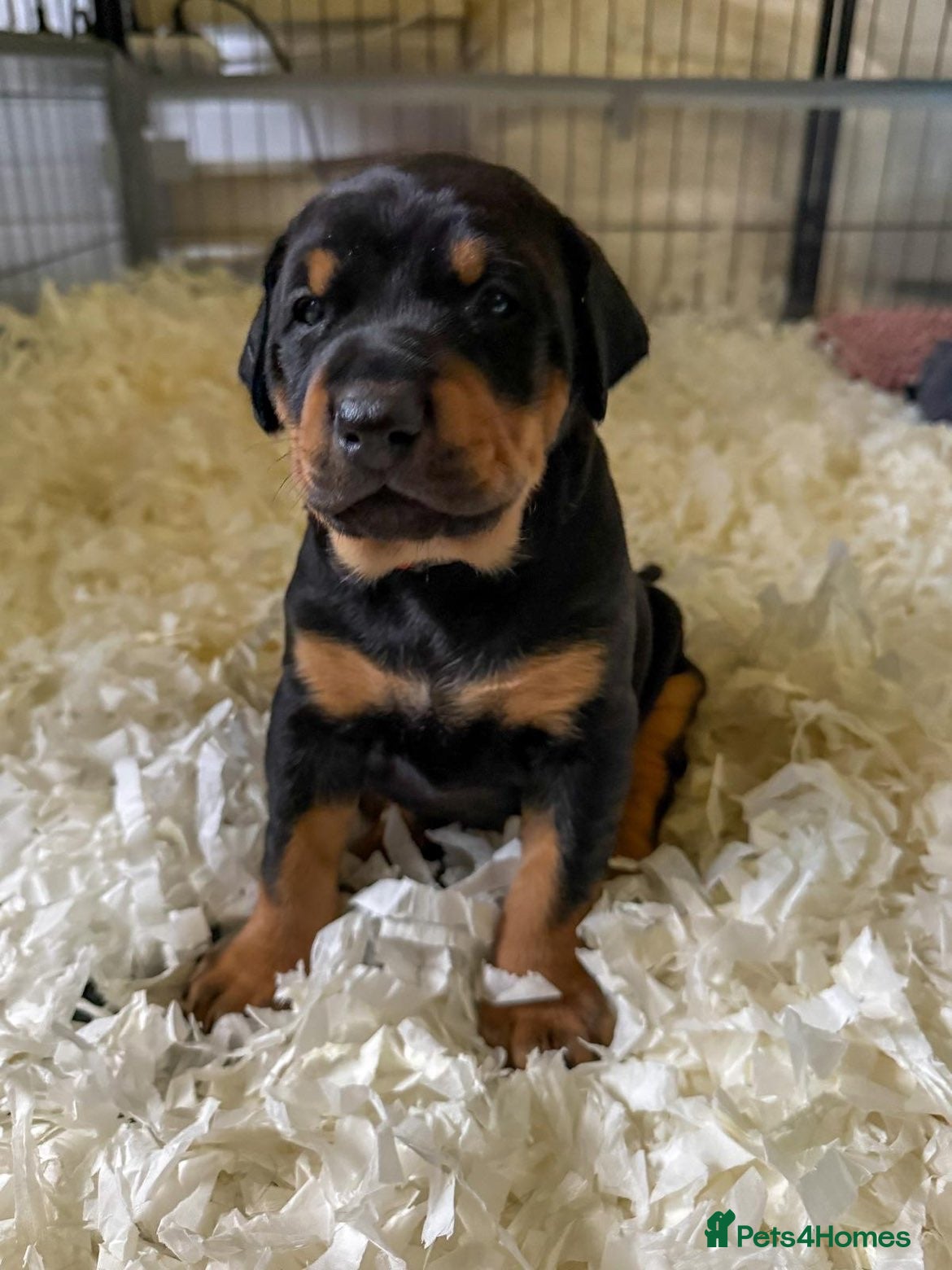 Dobermann dogs Exceptional Doberman X Doberman/rottwiler  - Advert 1