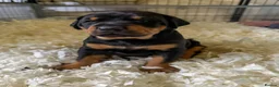 Dobermann dogs for sale: Exceptional Doberman X Doberman/rottwiler  - Advert 5