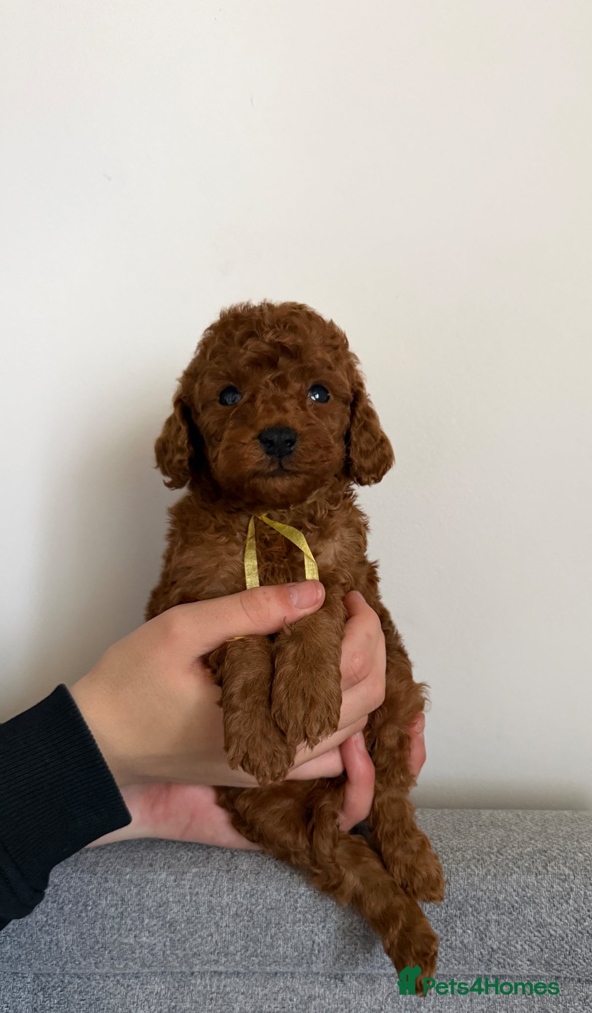 Toy Poodle dogs Stunning Deep Red Toy Poodles Ready 11th April - Advert 1
