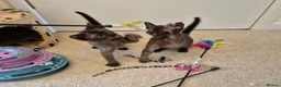 Burmese cats for sale:  Pedigree Brown Burmese Kittens - Advert 14