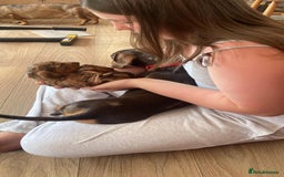 Dachshund dogs for sale: 3 male 2 female dashound puppies ready to go. - Image 22