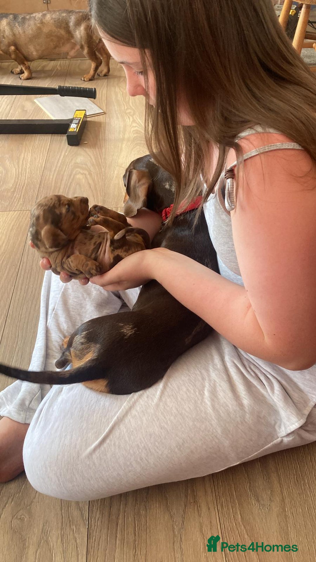Dachshund dogs for sale: 3 male 2 female dashound puppies ready to go. - Image 22