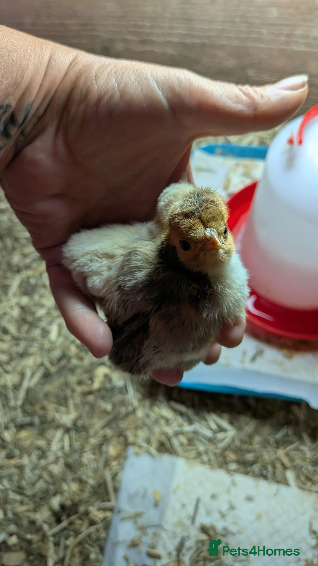 Chickens poultry for sale: Pure polish day olds  - Advert 3