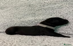 Bandog dogs for sale: 🐾 🌟 Premium multigen Bandogge Puppies🌟🐾 - Image 21