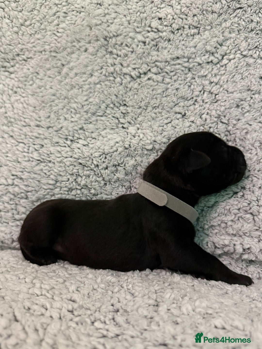 Bandog dogs for sale: 🐾 🌟 Premium multigen Bandogge Puppies🌟🐾 - Image 21