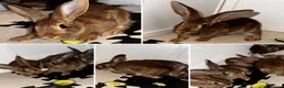 Belgian Hares rabbits for sale: Mixed Belgian hares - Advert 1