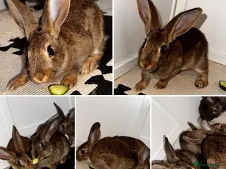 Belgian Hares rabbits Mixed Belgian hares - Advert 1