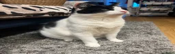 Domestic Shorthair cats for sale: Gentle 7YO Neutered Male Cat  - Advert 6