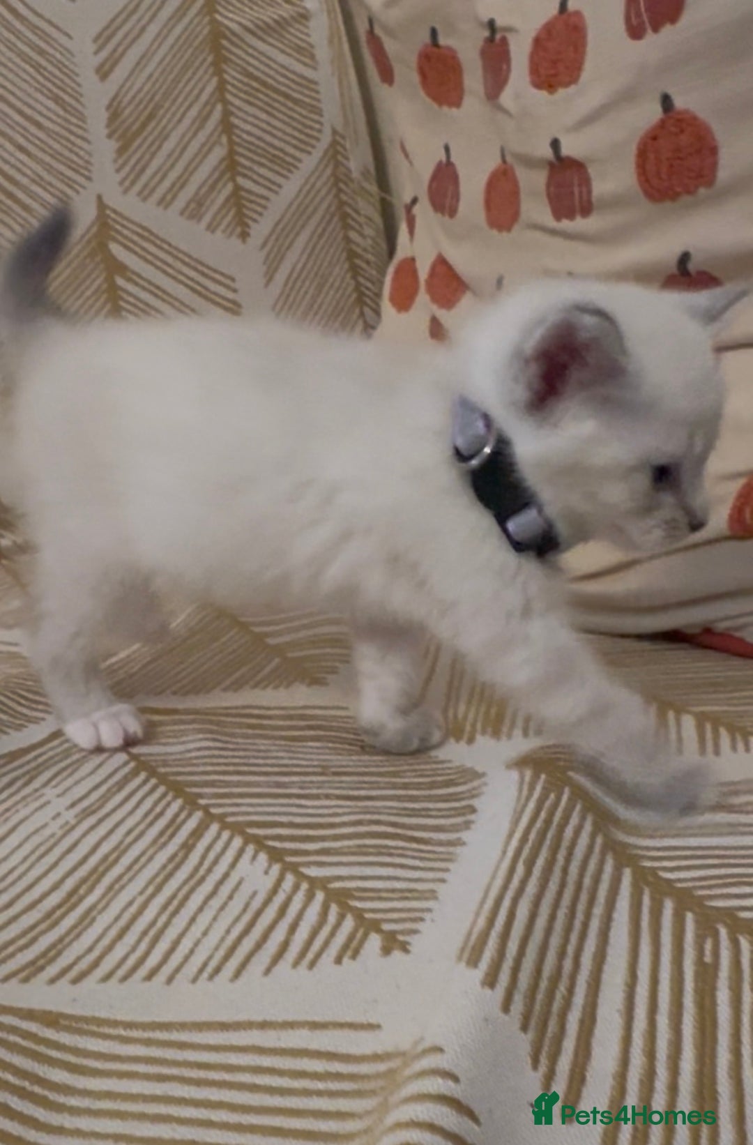 British Shorthair cats for sale: BSH mixed Russian Blue - Image 18
