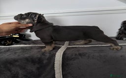 French Bulldog dogs for sale: Kc Registered 5 Generation Pedigree Quality  - Image 12