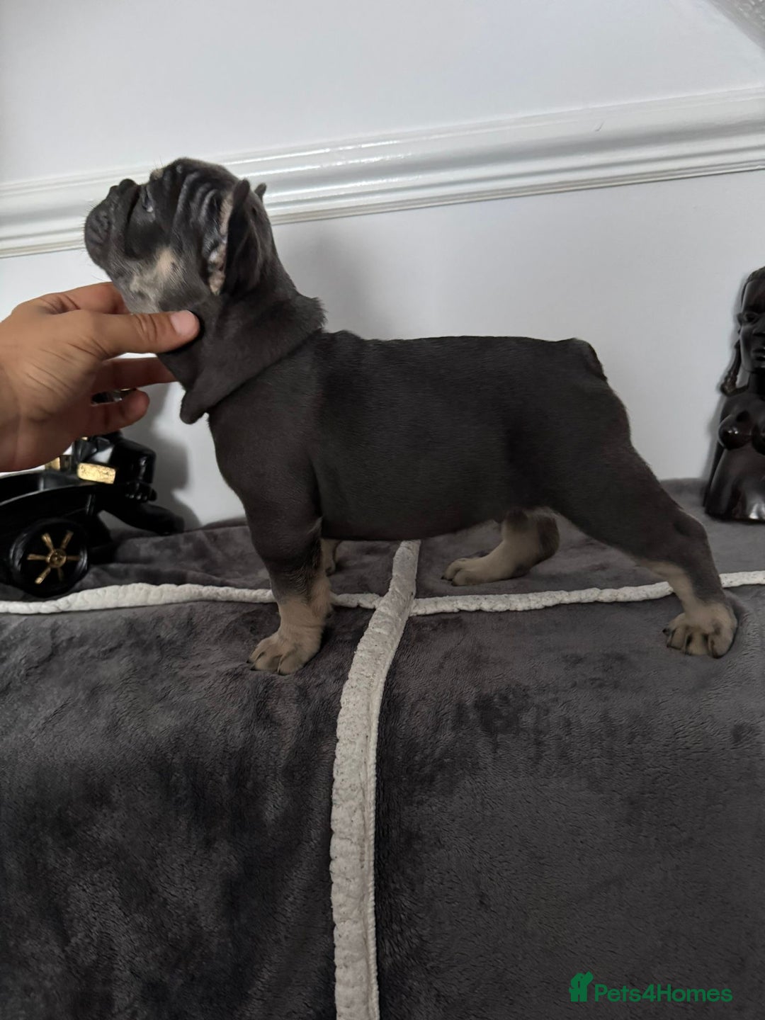 French Bulldog dogs for sale: Kc Registered 5 Generation Pedigree Quality  - Image 12