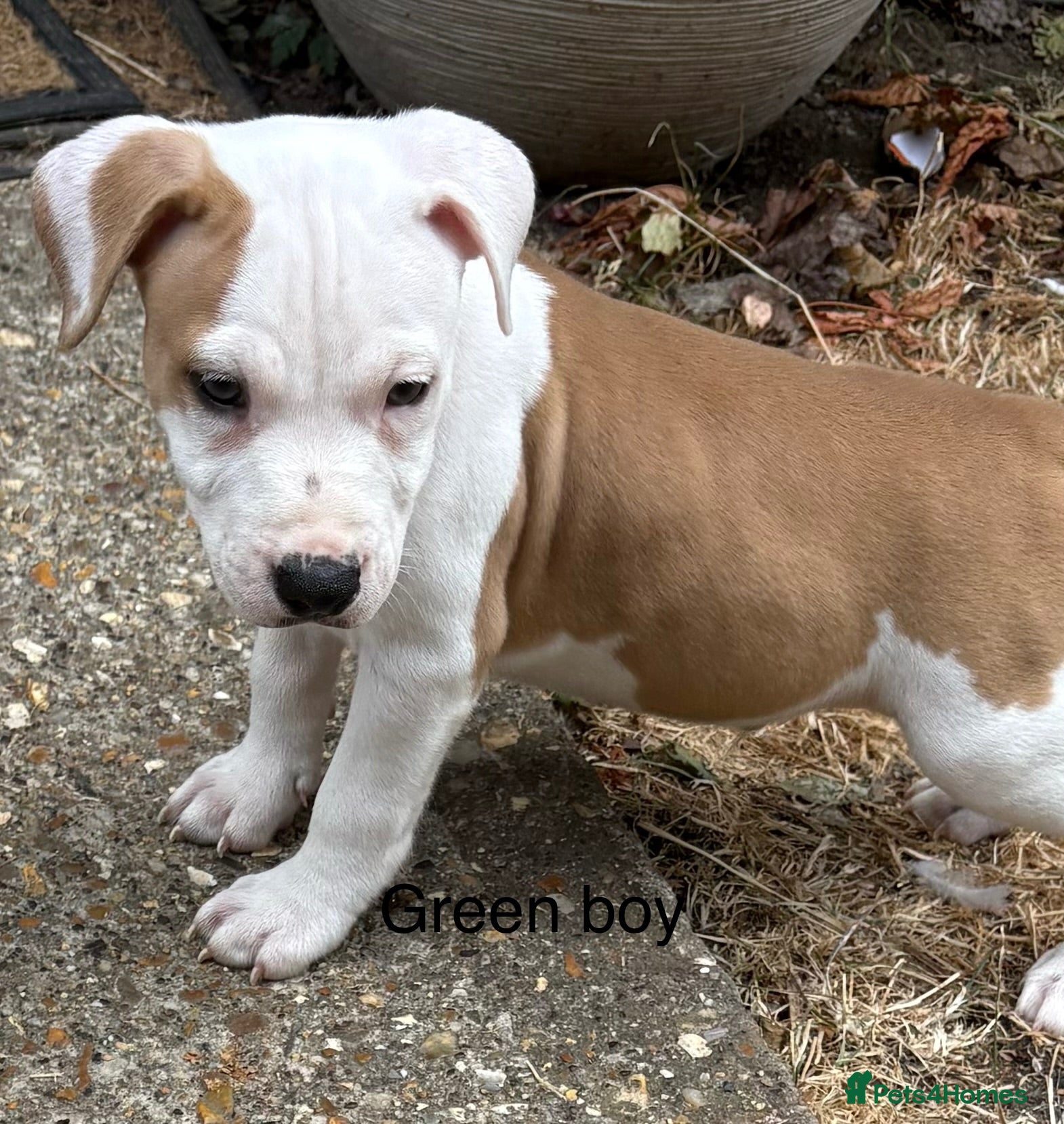 Staffordshire Bull Terrier dogs **ready to go** - Advert 1