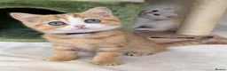 British Shorthair cats for sale: British Shorthair golden blue eyed kittensGCCF - Advert 5