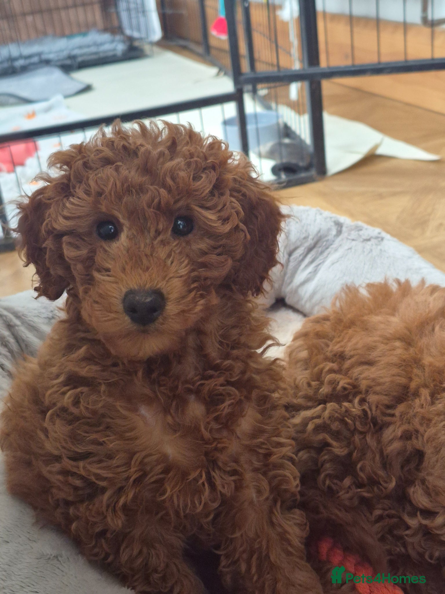 Miniature Poodle dogs Last Female 💕Red Miniature Poodle Puppies  - Advert 4