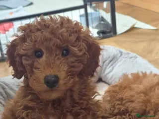 Miniature Poodle dogs Last Female 💕Red Miniature Poodle Puppies - Advert 4