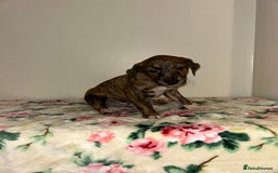 Mixed Breed dogs for sale: Stunning lurcher puppy’s  - Image 5