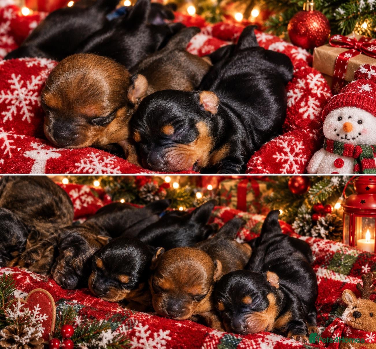 Miniature Dachshund dogs for sale: KC registered Miniature Dachshunds - Advert 9