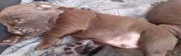 Sprocker dogs for sale: Sprocker boy available  - Advert 17