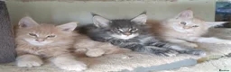 Maine Coon cats for sale: Stunning health tested, tica reg kittens 😍 - Advert 1