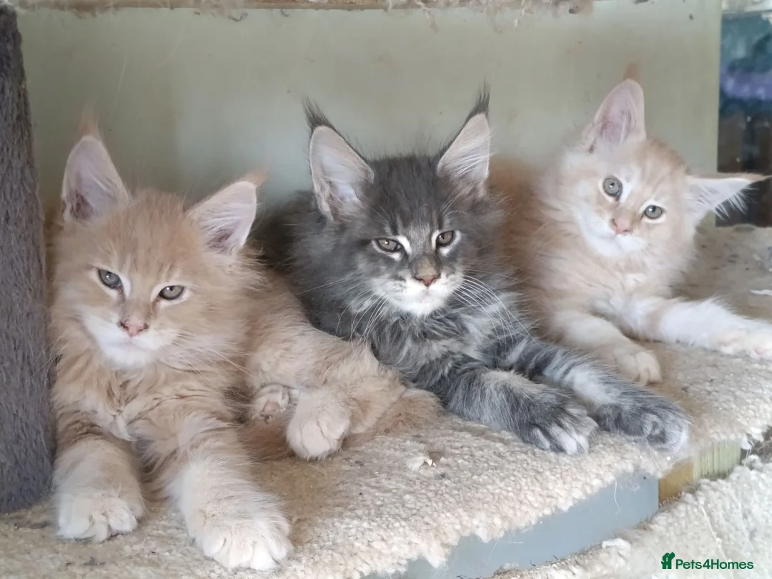 Maine Coon cats for sale: Stunning health tested, tica reg kittens 😍 - Advert 1