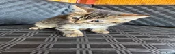Mixed Breed cats for sale: Two Lovely Female Kittens Looking for Homes - Advert 4