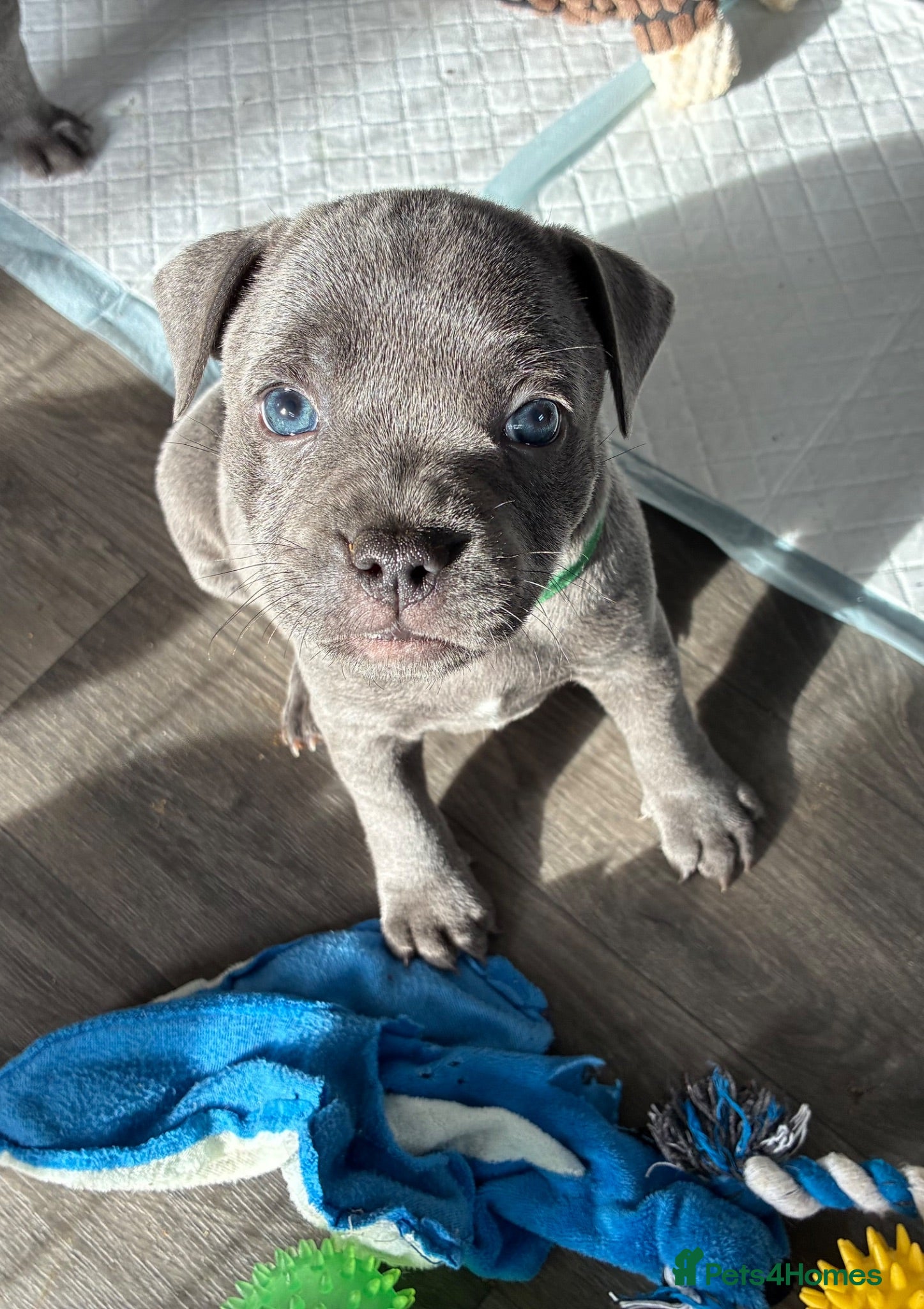 Staffordshire Bull Terrier dogs 💙KC Registered Blue Staffie Puppies💙 - Advert 2