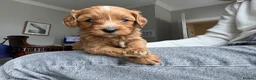 Cavapoo dogs for sale: Adorable Cavapoo Puppies Coming :-) - Advert 5