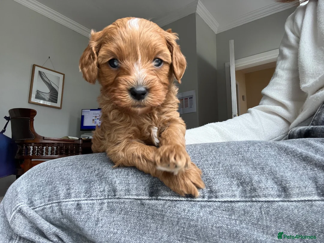 Cavapoo dogs for sale: Adorable Cavapoo Puppies Arrived :-) - Advert 23