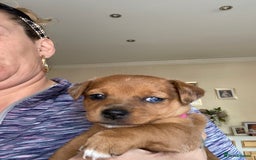 Jack Russell dogs for sale: Female Merle jack russell - Image 6