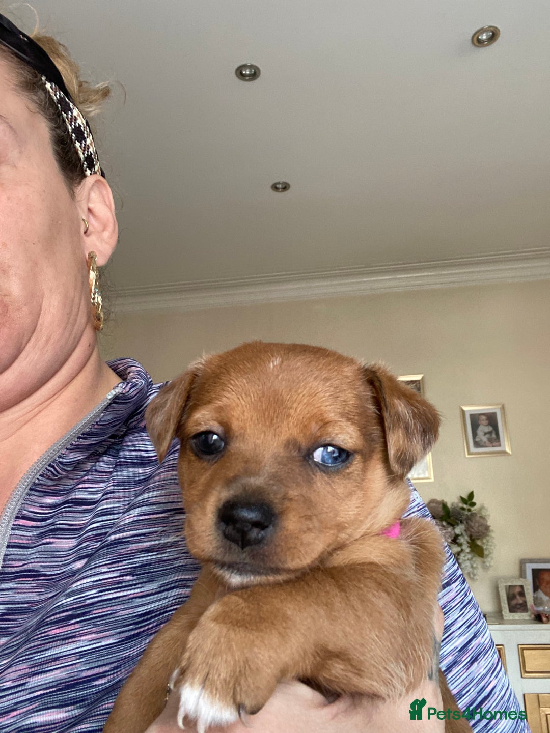 Jack Russell dogs for sale: Female Merle jack russell - Image 6