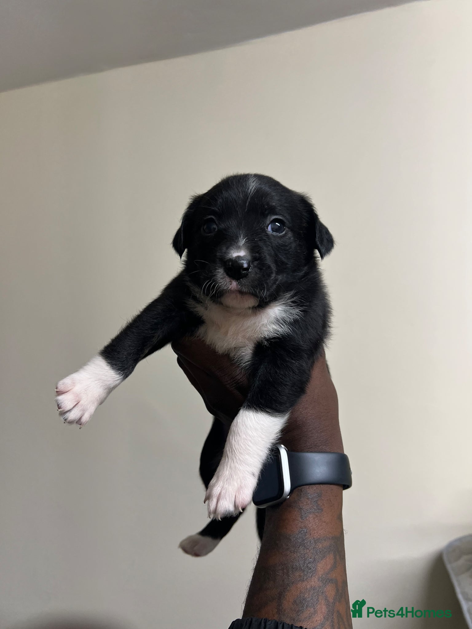 Staffordshire Bull Terrier dogs for sale: Beautiful Staffordshire Bull Terrier Mix Puppies in Manchester - Advert 10