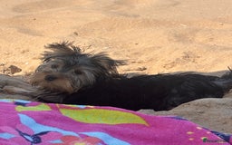 Yorkshire Terrier dogs for sale: 6-Month-Old Female Yorkshire Terrier  - Image 2