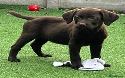 Labrador Retriever dogs for sale: Chunky chocolate 🍫 lab puppy’s girls only  - Image 9