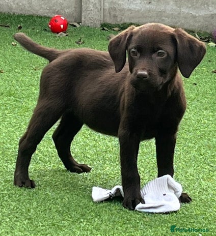 Labrador Retriever dogs - Advert 13
