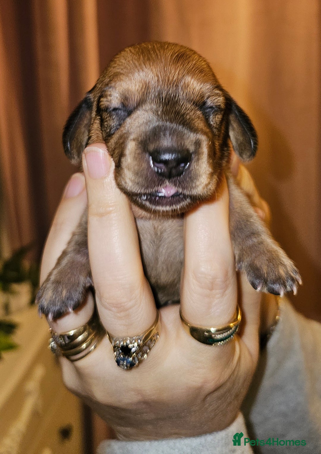 Dachshund dogs for sale: Dashound puppies - Image 20