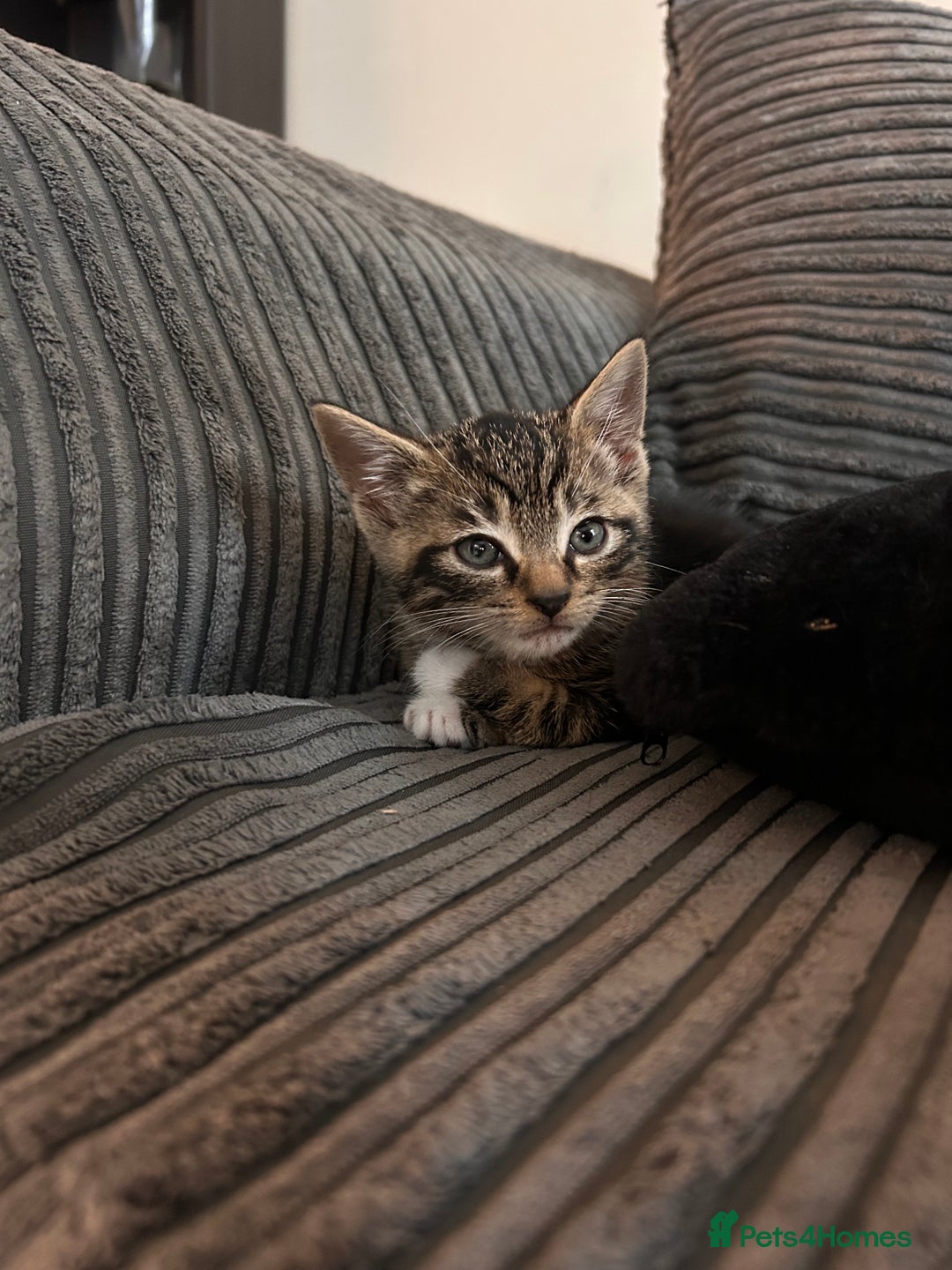 Mixed Breed cats for sale: 3 month old tabby  - Advert 5